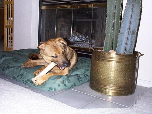Dog on bed 2.jpg